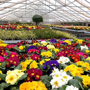 Alles für den Garten | Bei uns finden Sie Zierpflanzen, Gemüse- & Salatpflanzen, Kräuter, Frühjahrsblüher, Sträucher & Stauden sowie alles für Beet & Balkon
