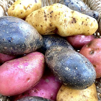 Historische / Alte Kartoffelsorte | Altes erhalten und bewahren! Im Herbst gibt es bei uns eine bunte Auswahl an längst vergessenen Kartoffelsorten. Linda, Sieglinde oder die blaue Trüffelkartoffel sind nur einige davon. 